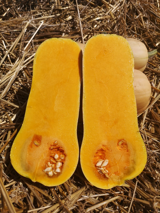 Dovleac plăcintar - Butternut